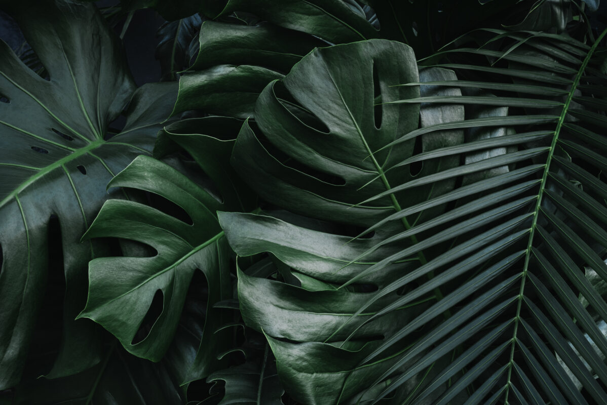 monstera achtergrond groen